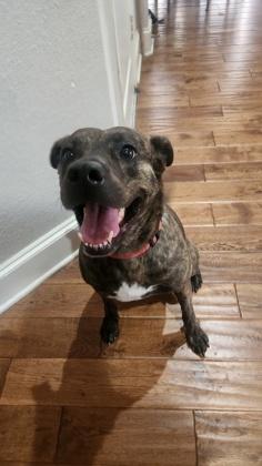 Enlarge Piper, a Adoptable mixed breed in Fort Worth, TX image 3/3