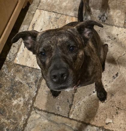 Enlarge Piper, a Adoptable mixed breed in Fort Worth, TX image 3/3