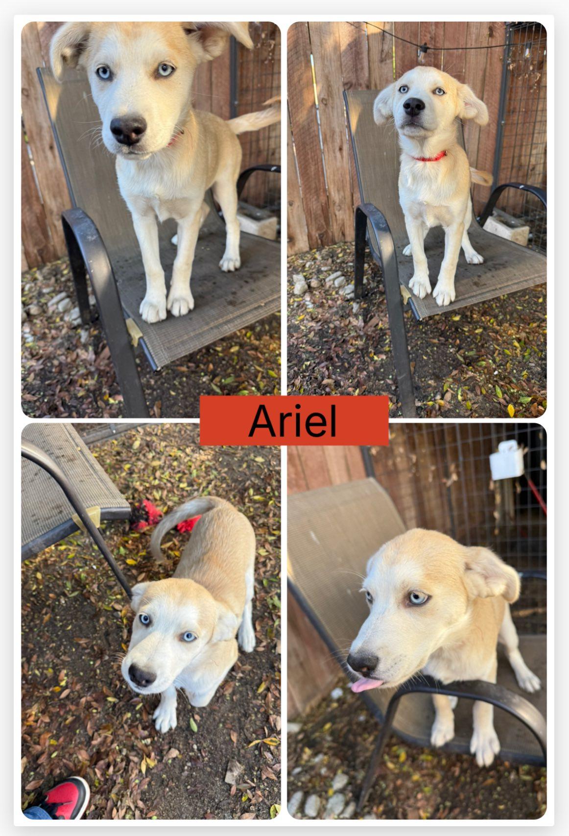 Enlarge Ariel, a ADOPTABLE mixed breed in Agua Dulce, CA image 1/1