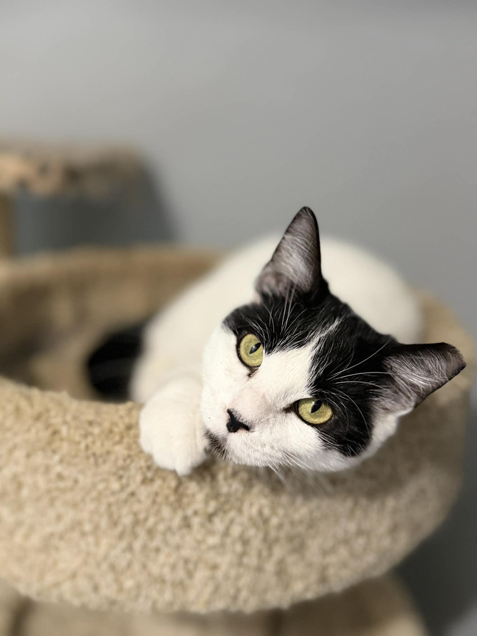 Enlarge Miriam, a ADOPTABLE Domestic Short Hair in Manchester, MD image 3/3