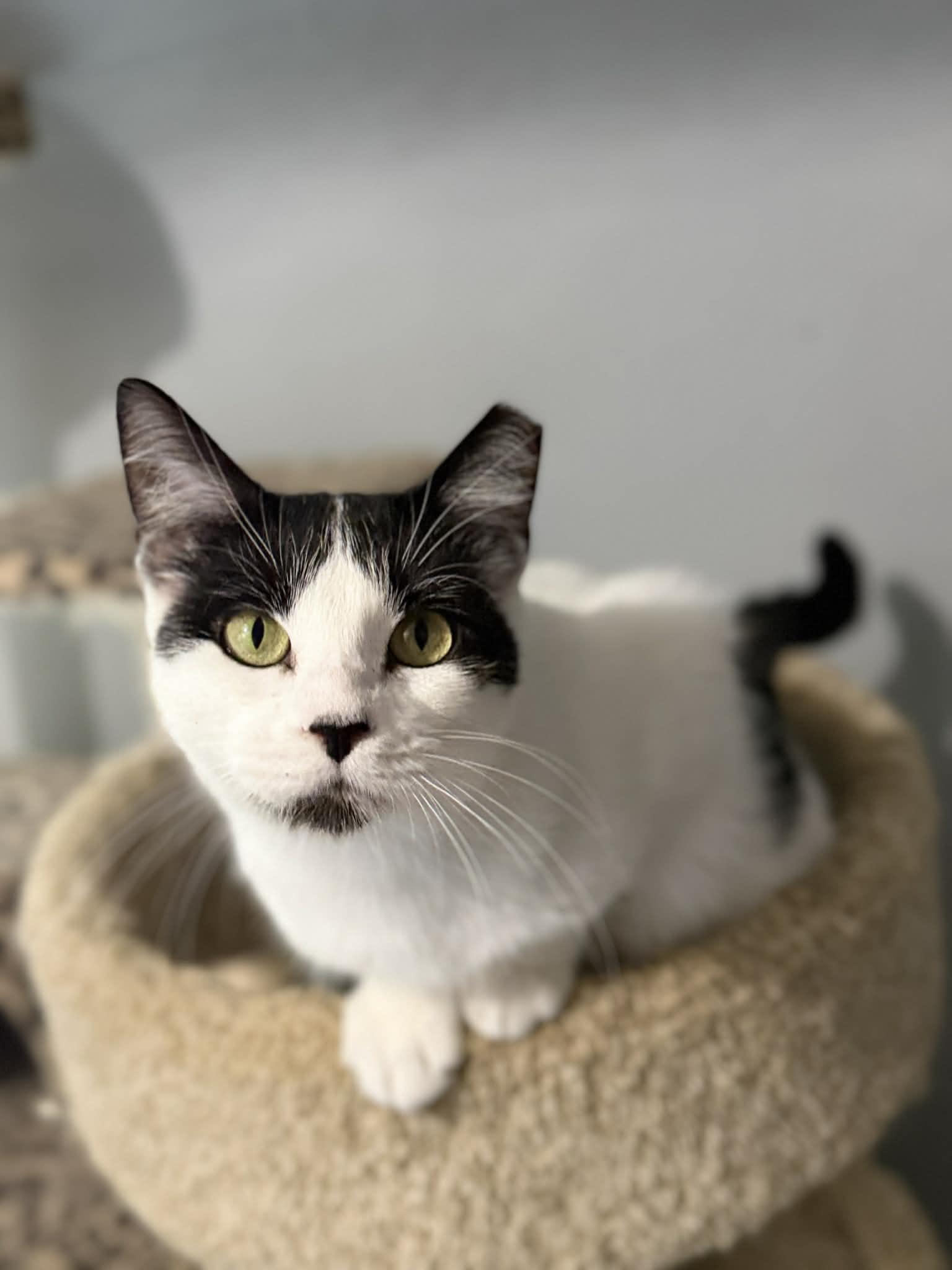 Miriam, ADOPTABLE, Adult Female Domestic Short Hair.