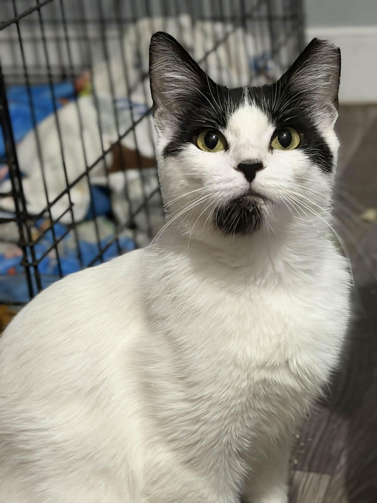 Miriam, ADOPTABLE, Adult Female Domestic Short Hair.