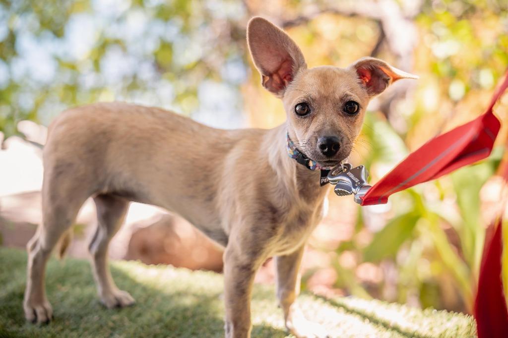 Indie, a Adoptable Chihuahua in Anacortes, WA image 1/6