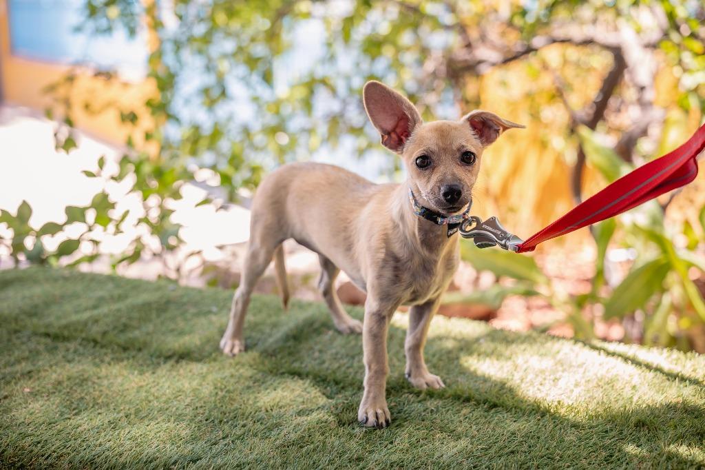 Indie, a Adoptable Chihuahua in Anacortes, WA image 2/6