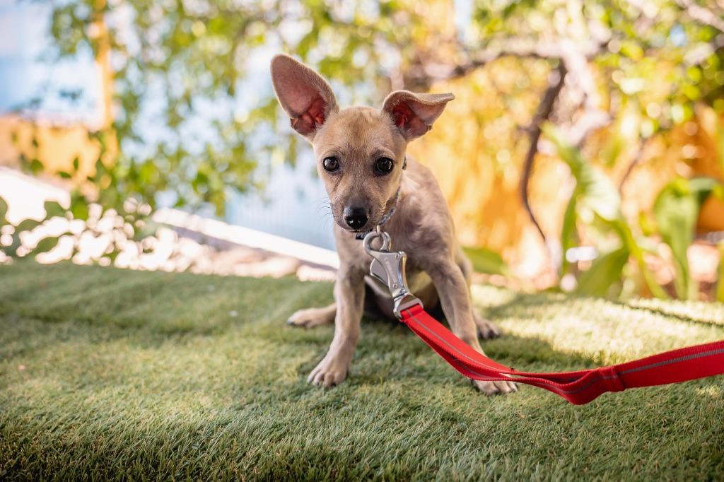 Indie, a Adoptable Chihuahua in Anacortes, WA image 3/6