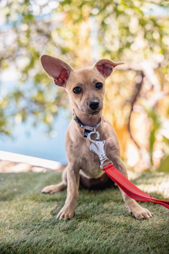 Indie, a Adoptable Chihuahua in Anacortes, WA image 4/6