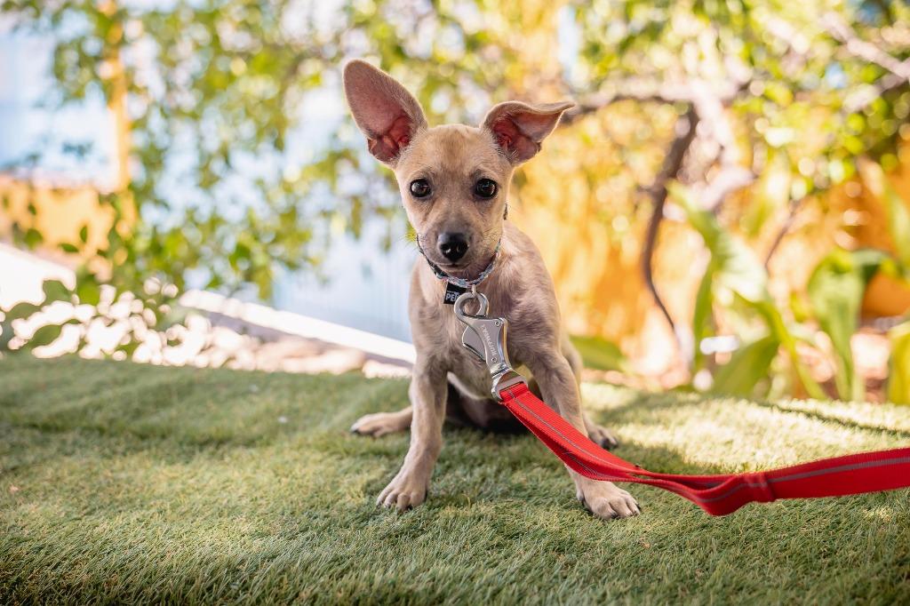 Indie, a Adoptable Chihuahua in Anacortes, WA image 5/6