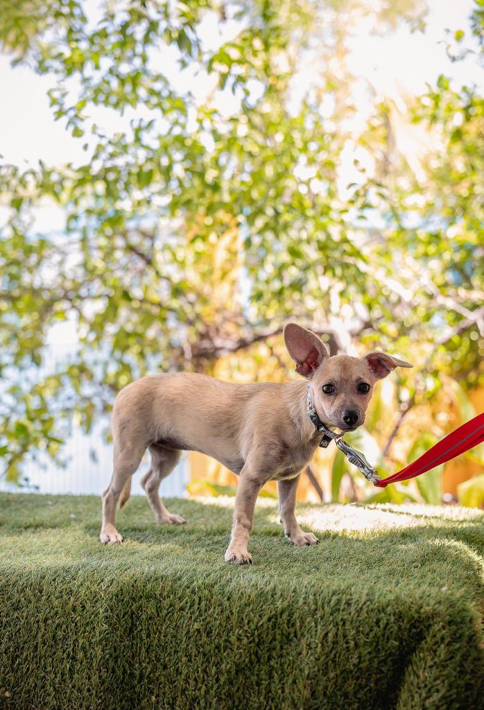 Indie, a Adoptable Chihuahua in Anacortes, WA image 6/6