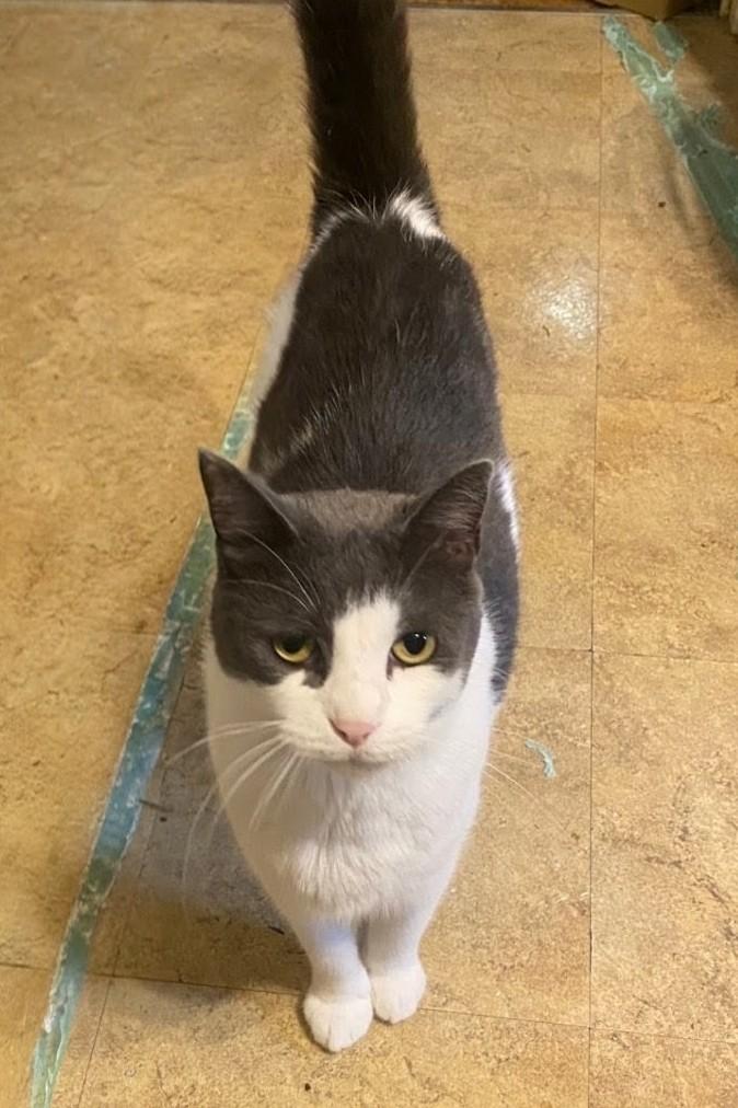 Batman, ADOPTABLE, Adult Male American Shorthair.