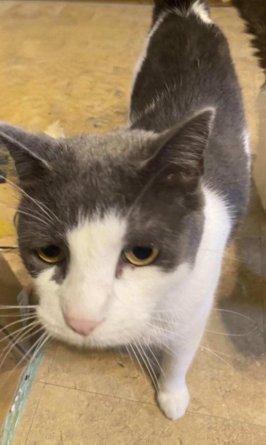 Enlarge Batman, a ADOPTABLE American Shorthair in St. Louis, MO image 2/2
