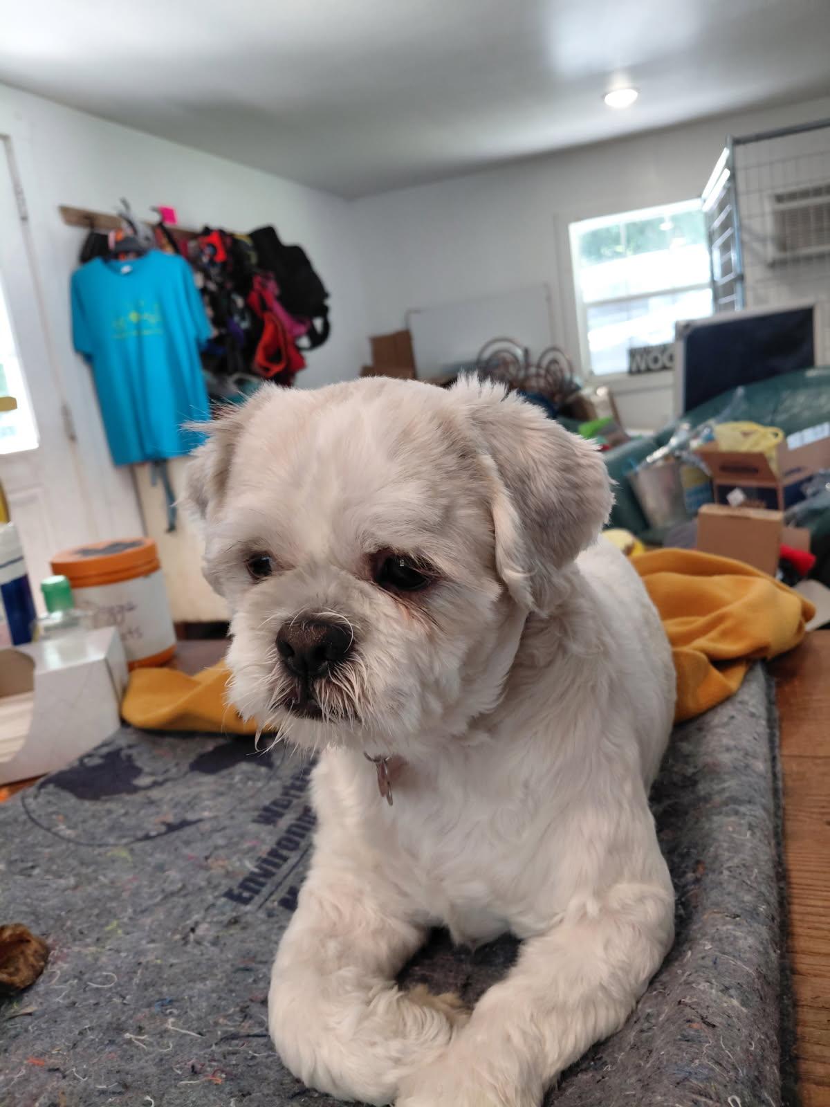 WASABI, an adopted Shih Tzu in Millerstown, PA image 3/3