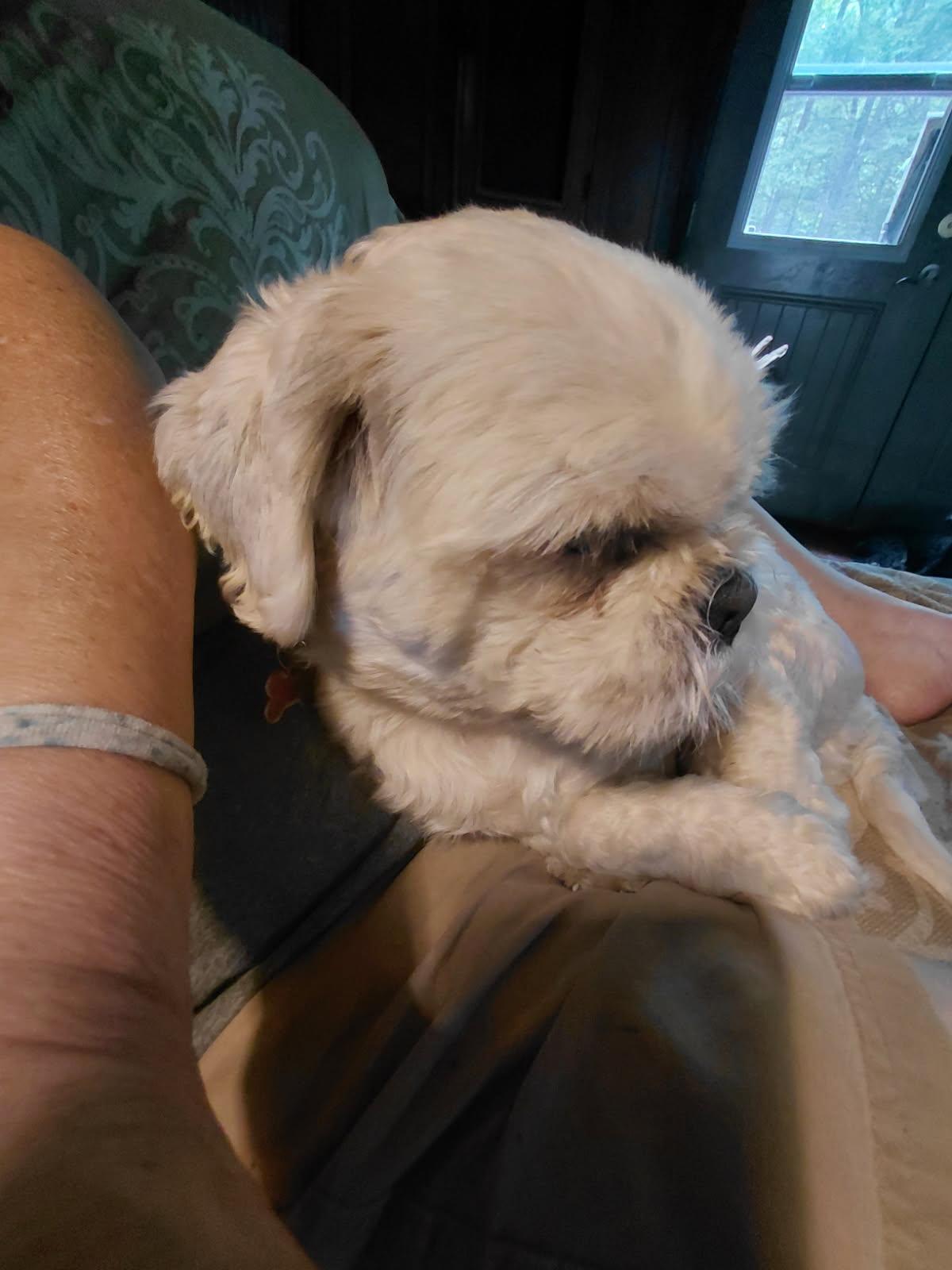 WASABI, adopted, Adult Male Shih Tzu.