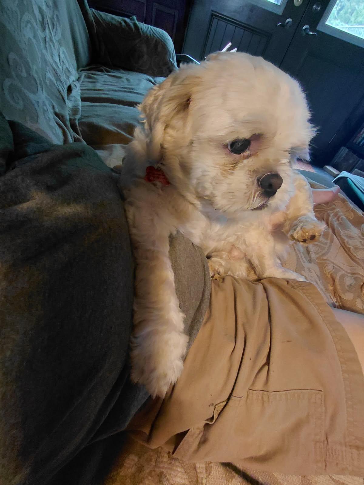WASABI, an adopted Shih Tzu in Millerstown, PA image 2/3