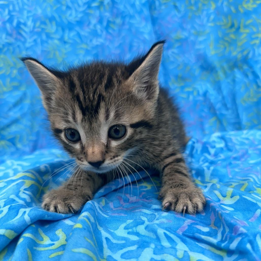 Masala, Adoptable, Kitten Female Domestic Short Hair.