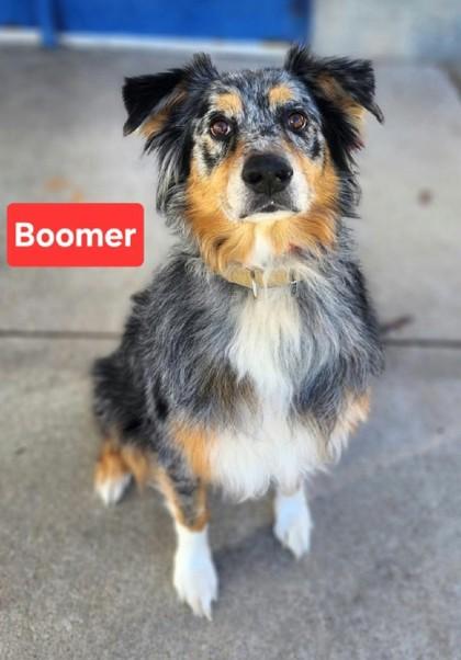Enlarge Boomer, a Adopted mixed breed in Clinton, MO image 1/2