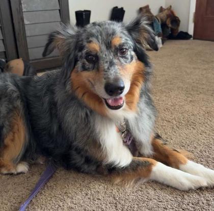Enlarge Boomer, a Adopted mixed breed in Clinton, MO image 2/2