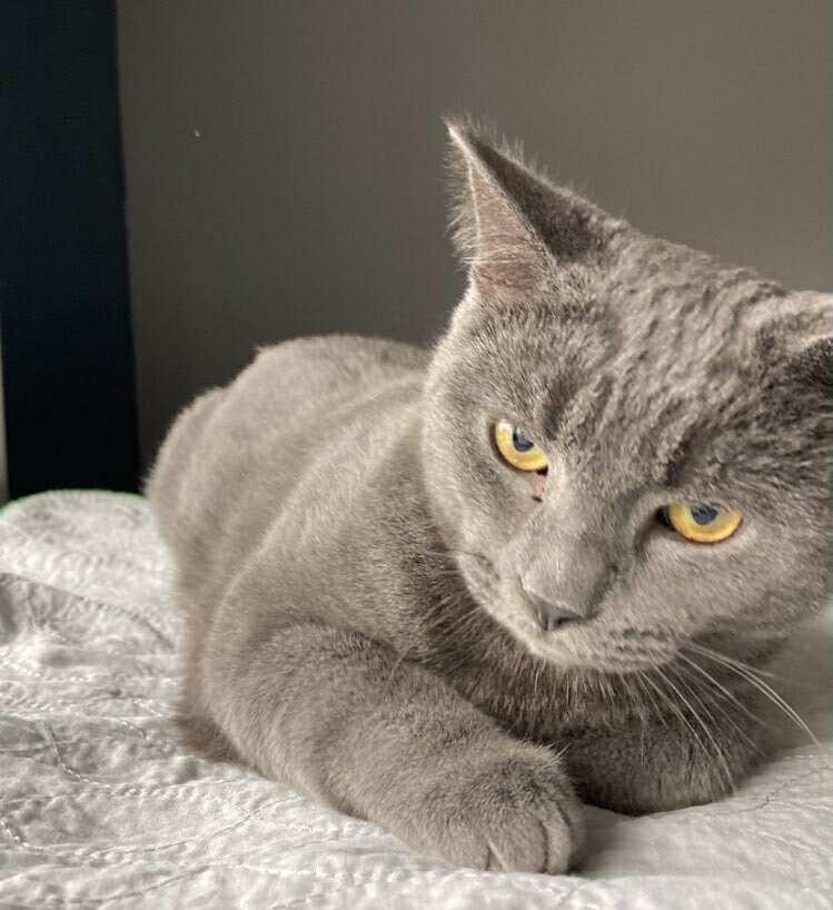 Enlarge Diesel, a Adoptable Domestic Short Hair in Terrebonne, QC image 6/6