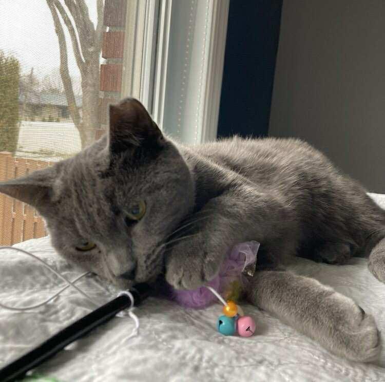 Enlarge Diesel, a Adoptable Domestic Short Hair in Terrebonne, QC image 5/6