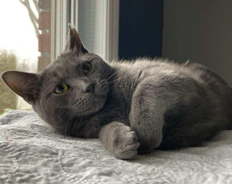 Diesel, Adoptable, Young Male Domestic Short Hair.