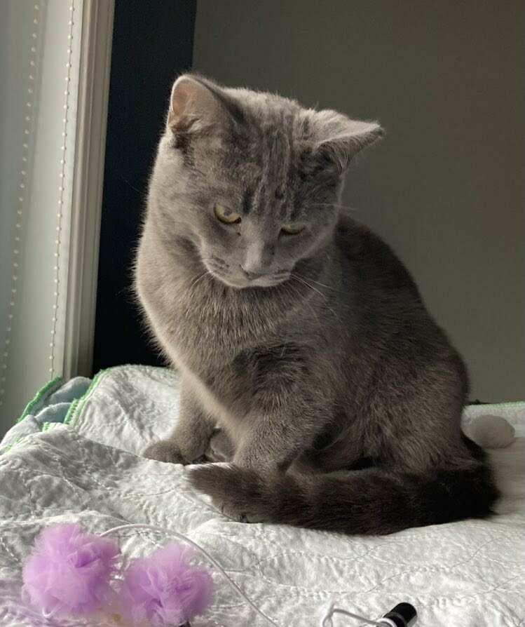 Enlarge Diesel, a Adoptable Domestic Short Hair in Terrebonne, QC image 4/6