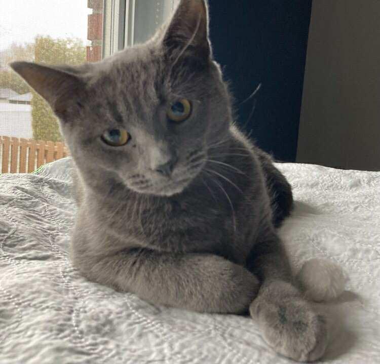 Diesel, Adoptable, Young Male Domestic Short Hair.