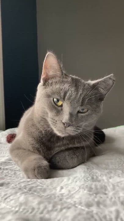 Enlarge Diesel, a Adoptable Domestic Short Hair in Terrebonne, QC video 2/6