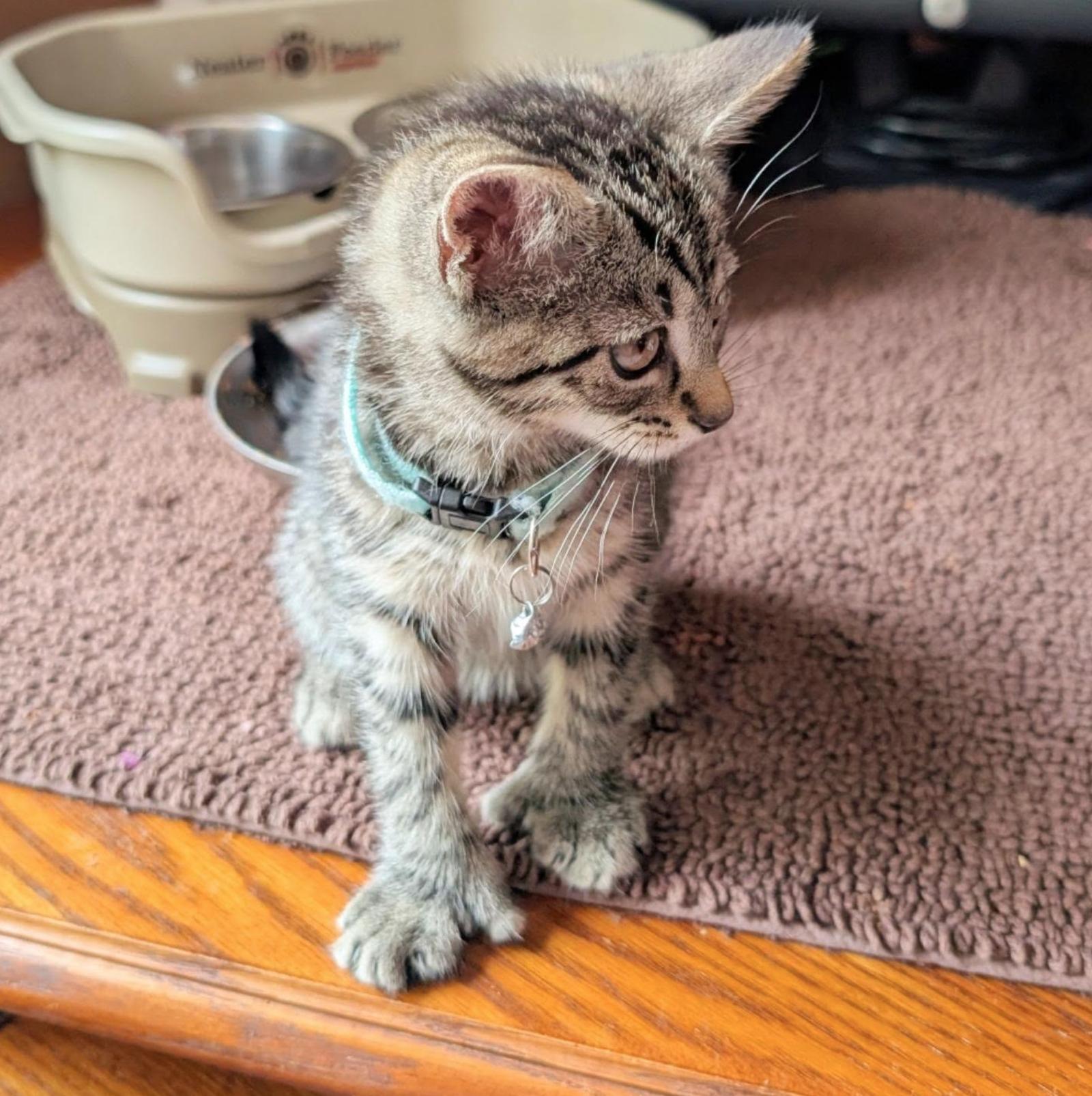 Bianca Del Rio, Adoptable, Kitten Female Extra-Toes Cat / Hemingway Polydactyl.