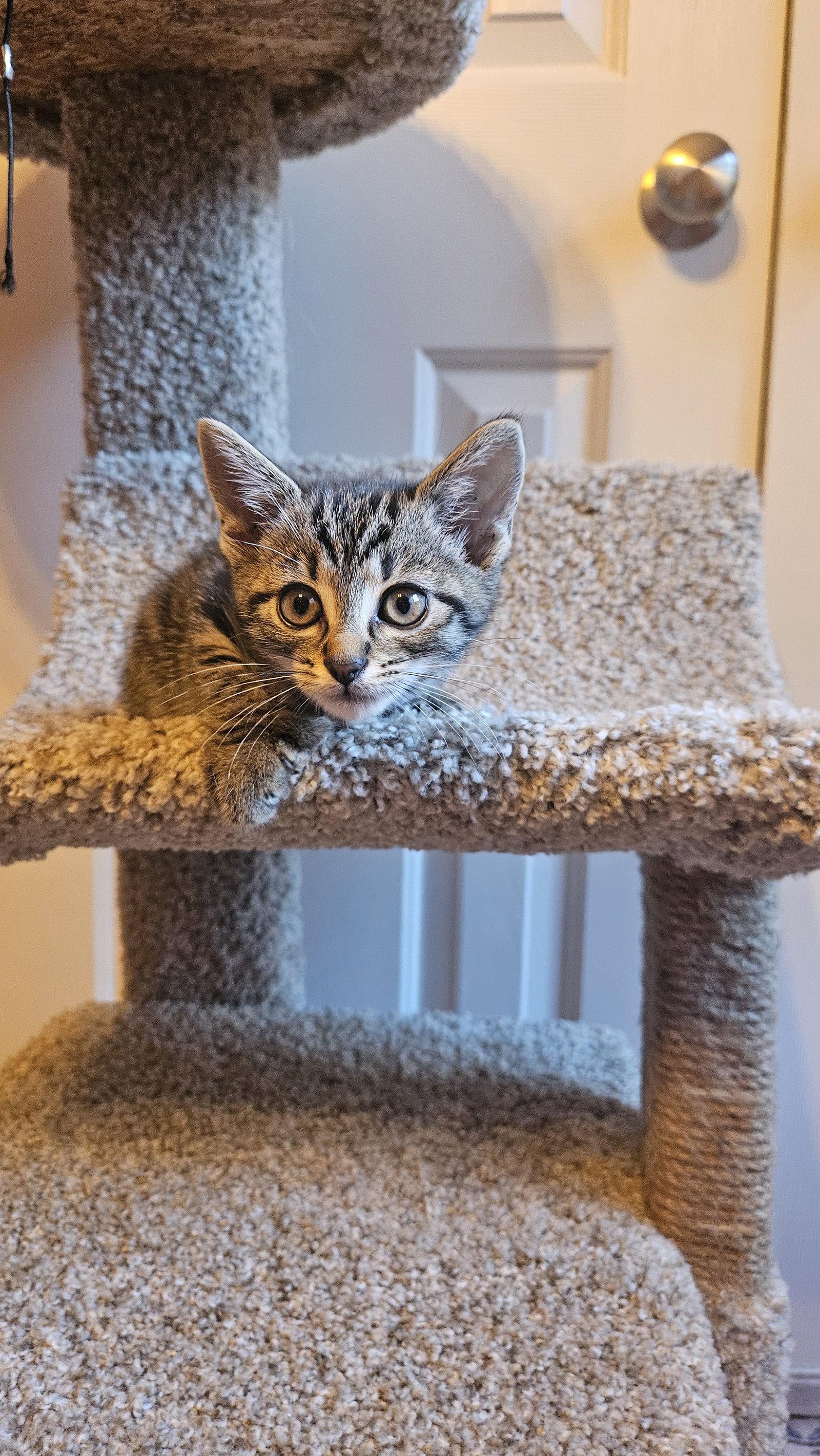 Bianca Del Rio, a Adoptable Extra-Toes Cat / Hemingway Polydactyl in Maggie Valley, NC image 2/2