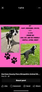 Enlarge Ivy, a Adoptable mixed breed in Cynthiana, KY image 1/1
