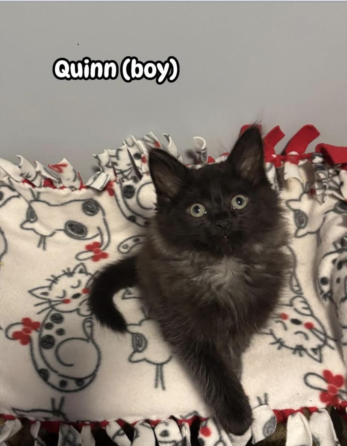 Enlarge Quinn, a ADOPTABLE Domestic Long Hair in Franklin, OH image 1/3