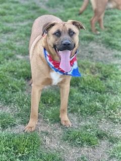 Warren Zeiders, a Adoptable Black Mouth Cur in Manchester, CT image 2/6
