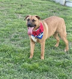 Warren Zeiders, a Adoptable Black Mouth Cur in Manchester, CT image 5/6