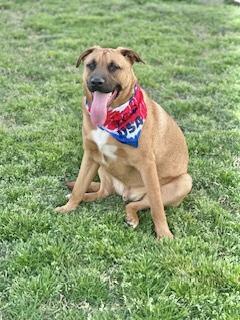 Warren Zeiders, a Adoptable Black Mouth Cur in Manchester, CT image 6/6