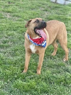 Warren Zeiders, a Adoptable Black Mouth Cur in Manchester, CT image 4/6