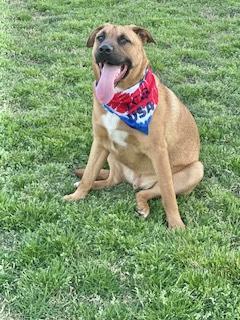 Warren Zeiders, a Adoptable Black Mouth Cur in Manchester, CT image 3/6