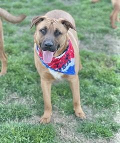 Warren Zeiders, Adoptable, Young Male Black Mouth Cur.