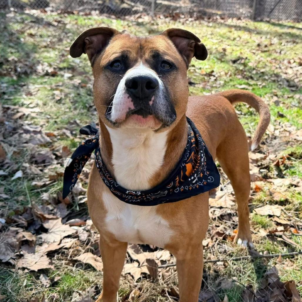 Gingerbread, Adoptable, Adult Male Mixed Breed.
