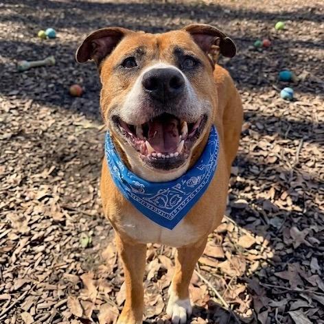 Enlarge Gingerbread, a Adoptable Mixed Breed in Charleston, WV image 2/4