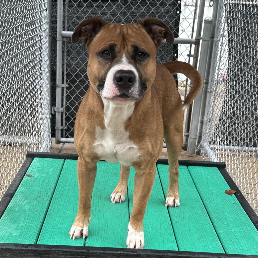 Enlarge Gingerbread, a Adoptable Mixed Breed in Charleston, WV image 3/4
