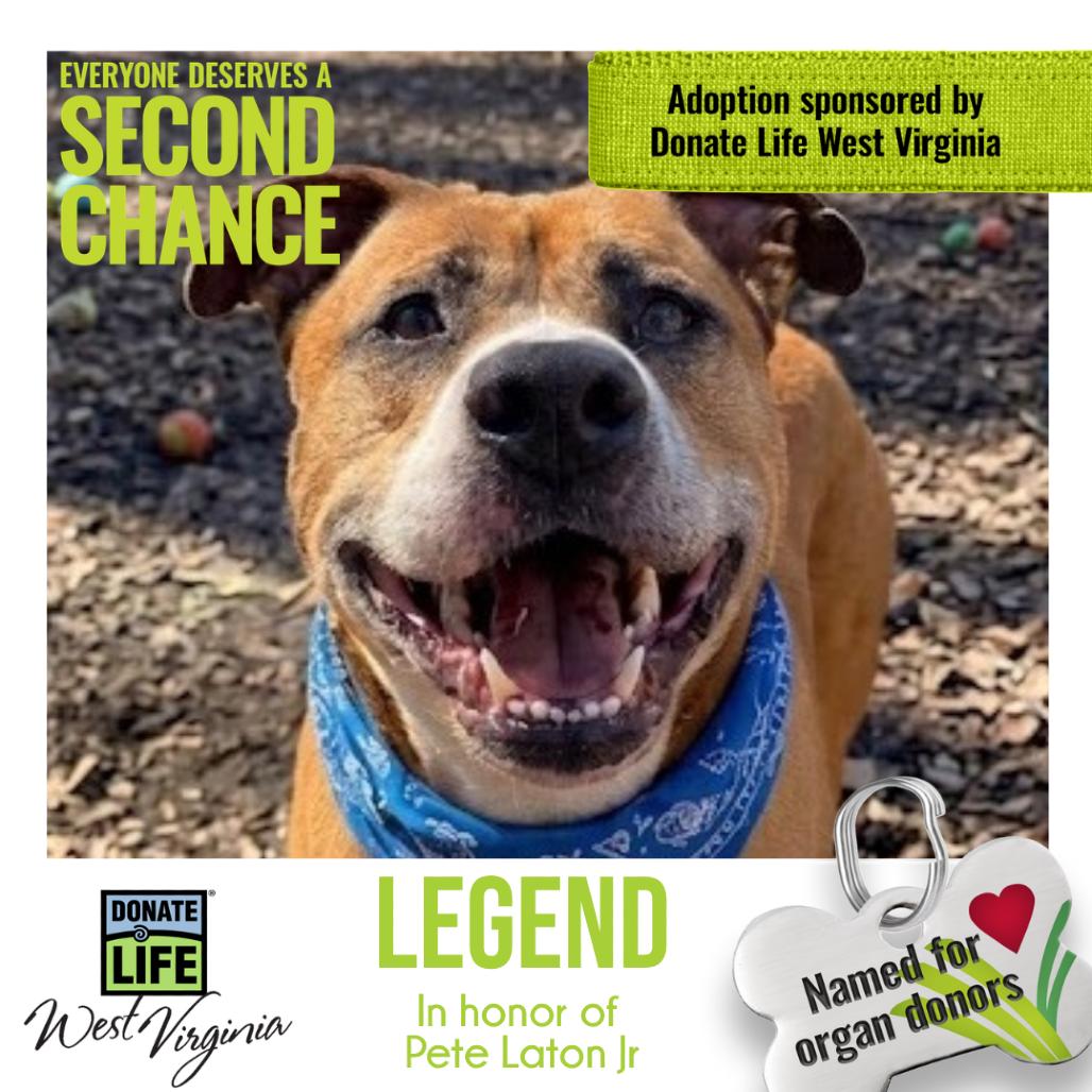 Legend fka Gingerbread, a Adoptable Mixed Breed in Charleston, WV image 4/5