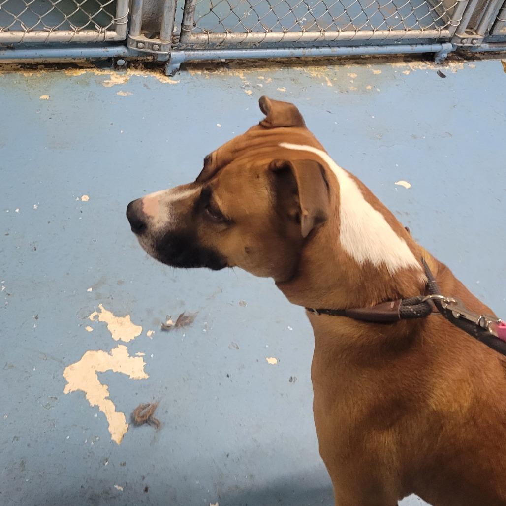 Enlarge Gingerbread, a Adoptable Mixed Breed in Charleston, WV image 4/4