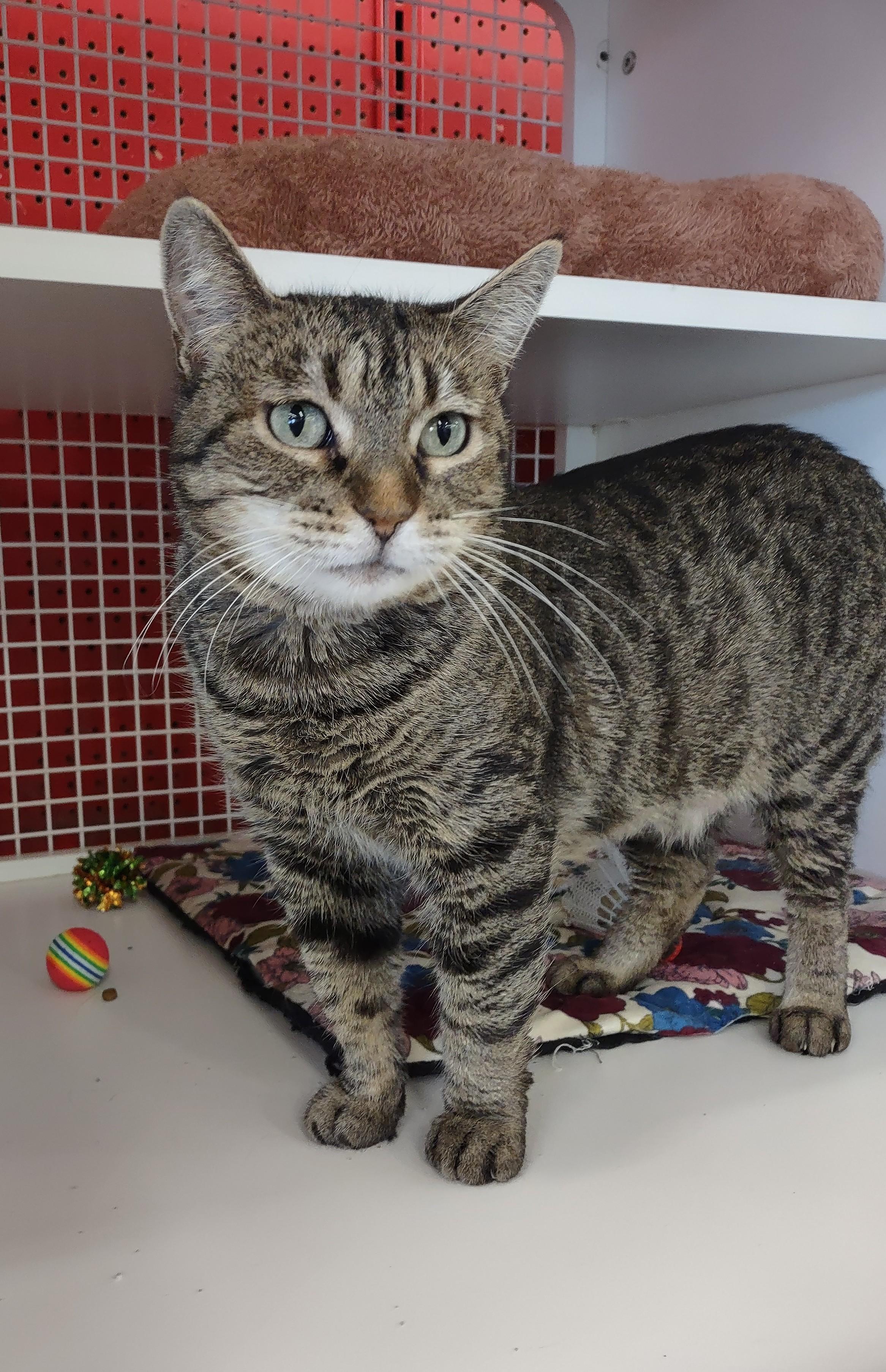 Victoria, adopted, Adult Female Domestic Short Hair.
