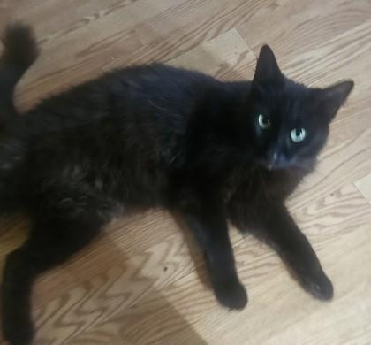Buddy, Adoptable, Adult Male Domestic Long Hair & Domestic Short Hair.