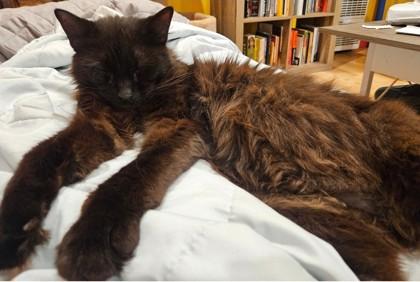 Enlarge Buddy, a Adoptable mixed breed in Encinitas, CA image 2/3