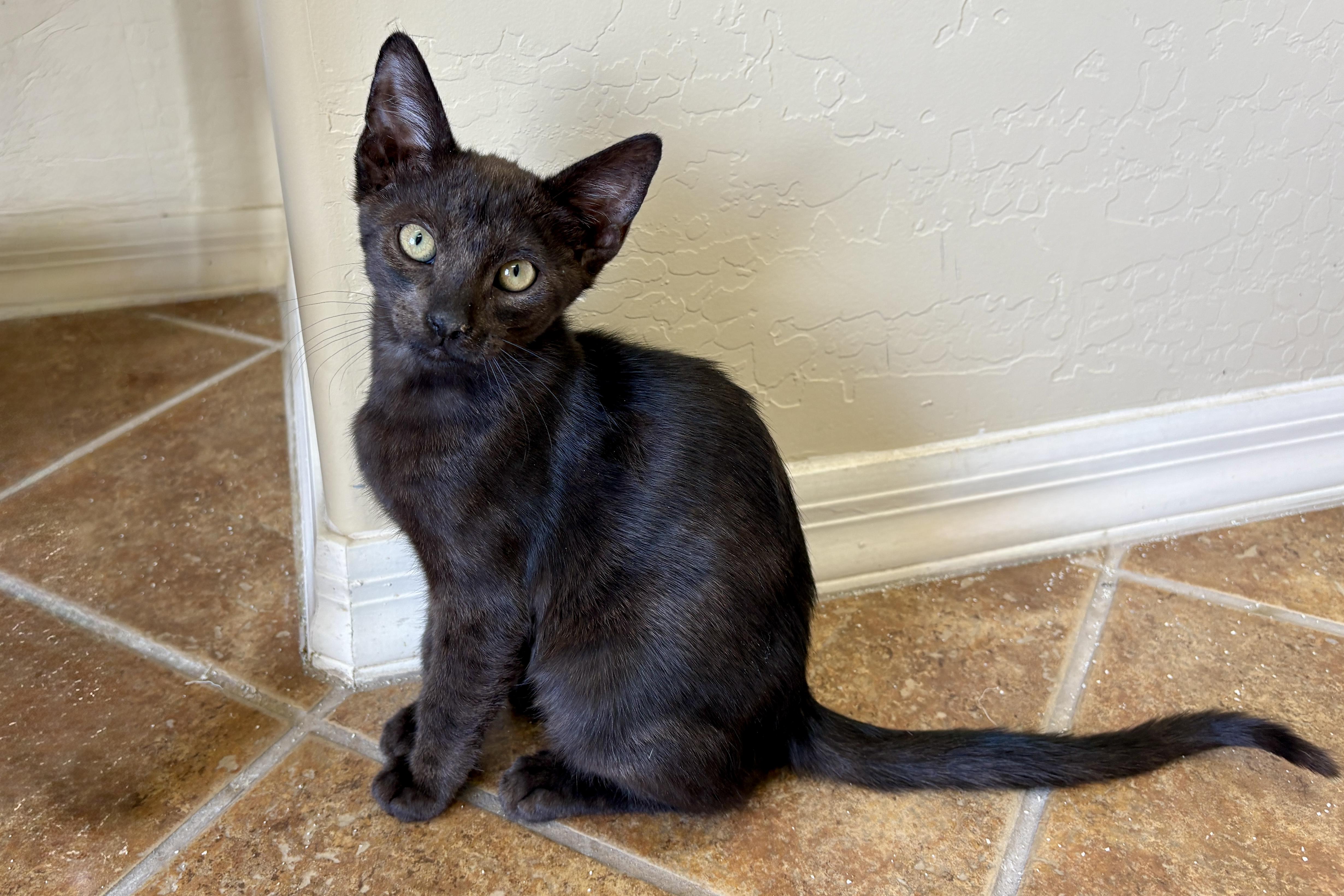 Corvair, ADOPTABLE, Kitten Male Domestic Short Hair.