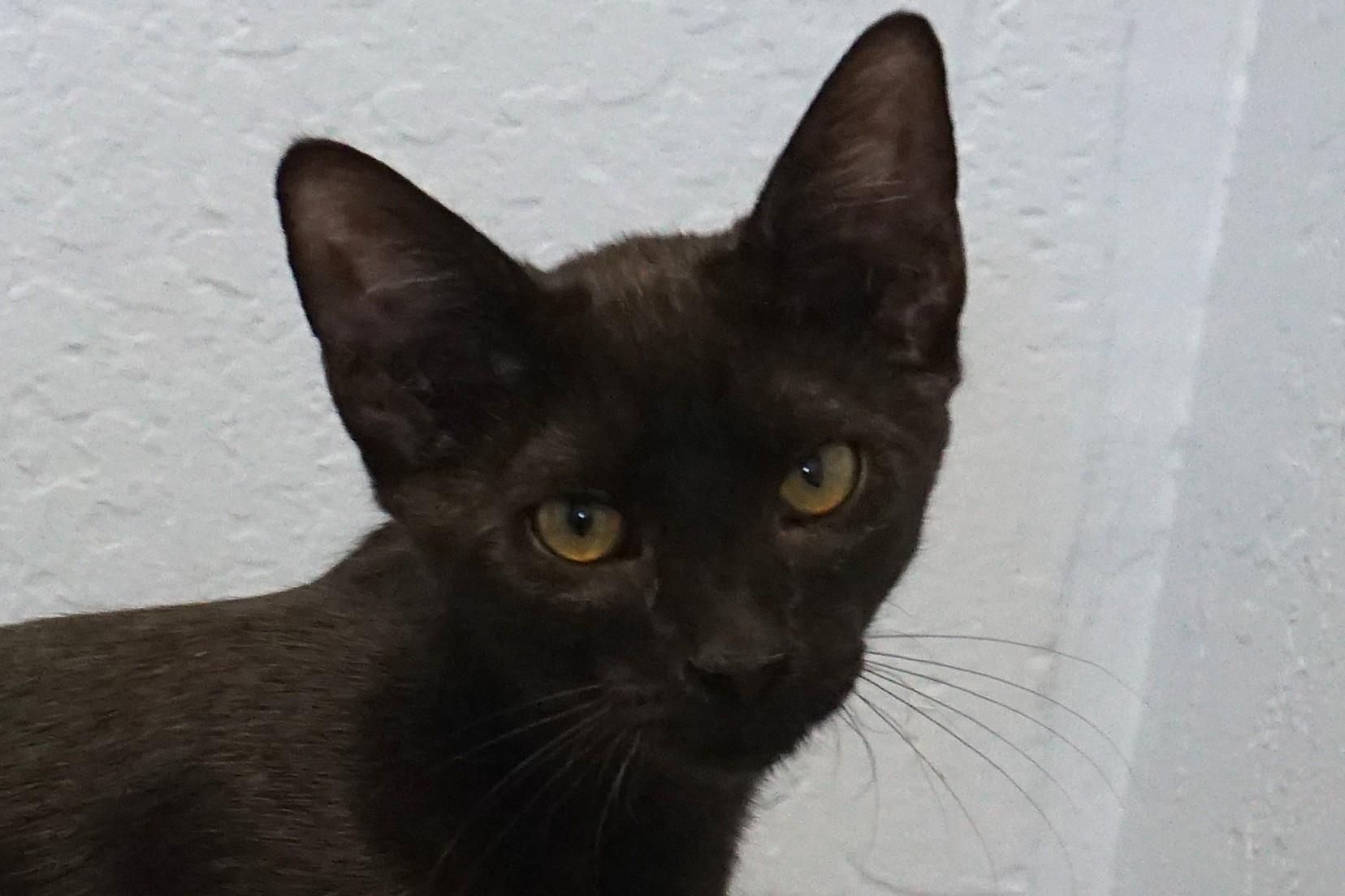 Enlarge Corvair, a ADOPTABLE Domestic Short Hair in Fountain Hills, AZ image 2/6