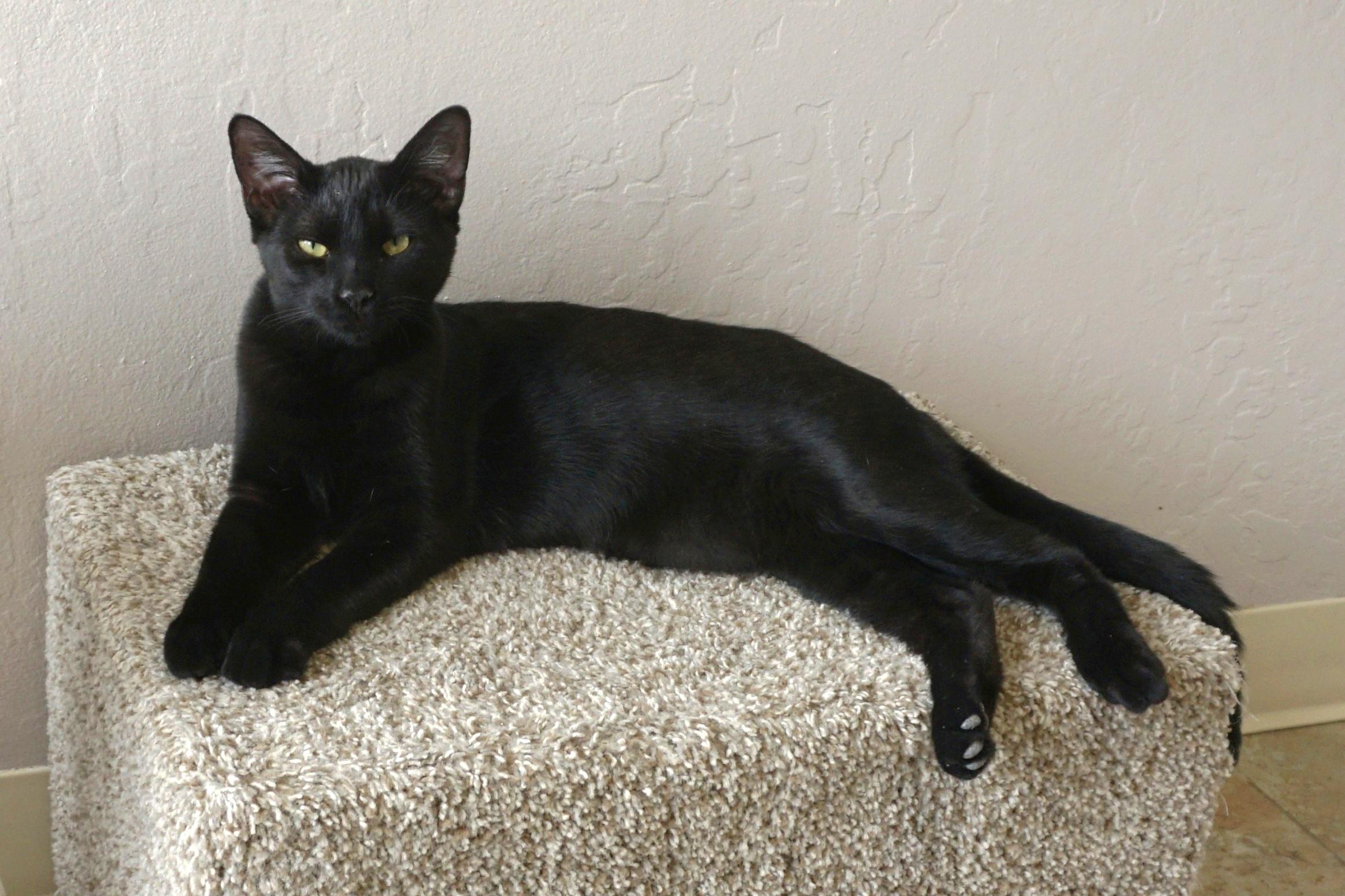 Enlarge Corvair, a Adoptable Domestic Short Hair in Fountain Hills, AZ image 1/5