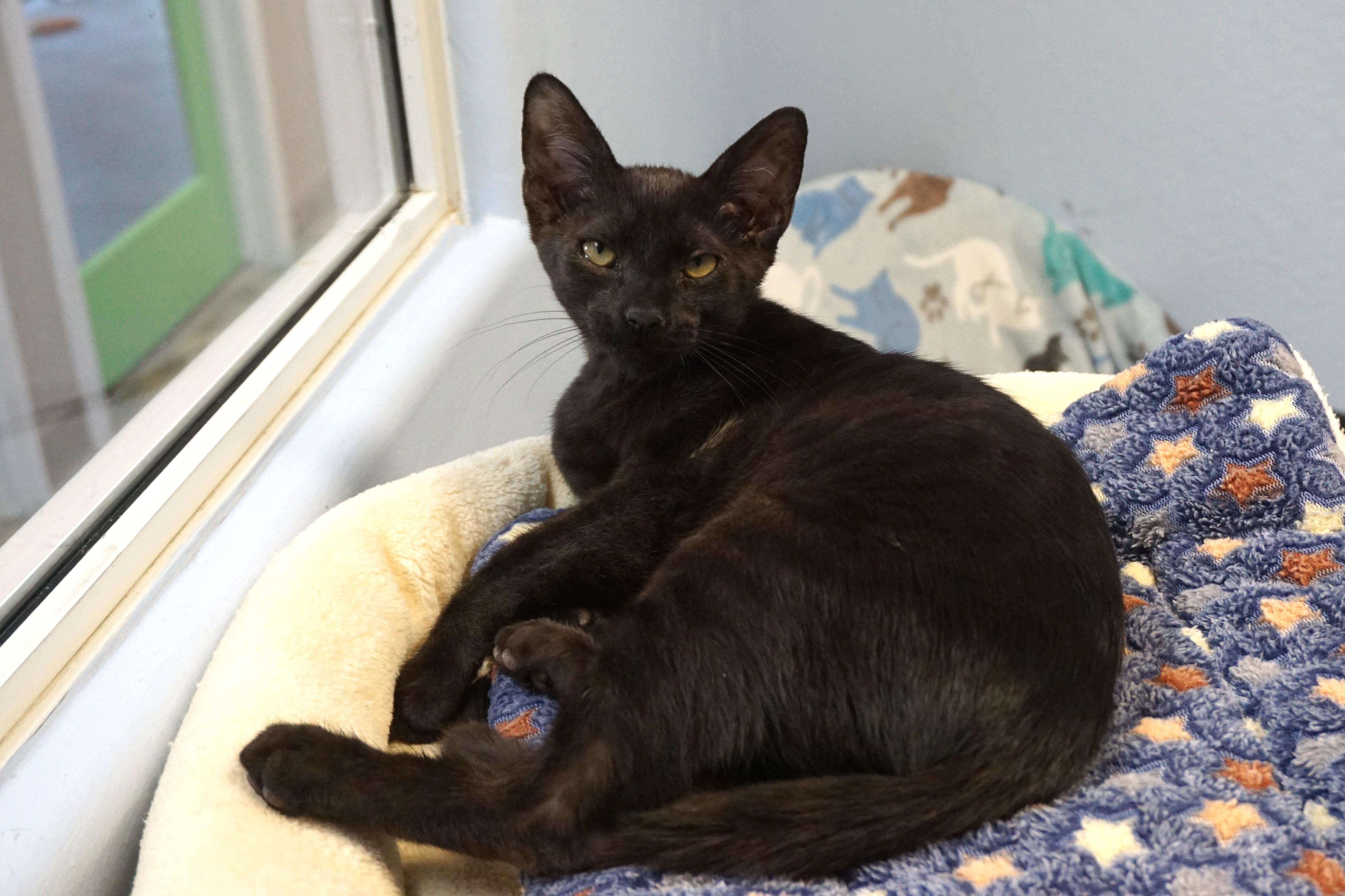 Corvair, a ADOPTABLE Domestic Short Hair in Fountain Hills, AZ image 2/5