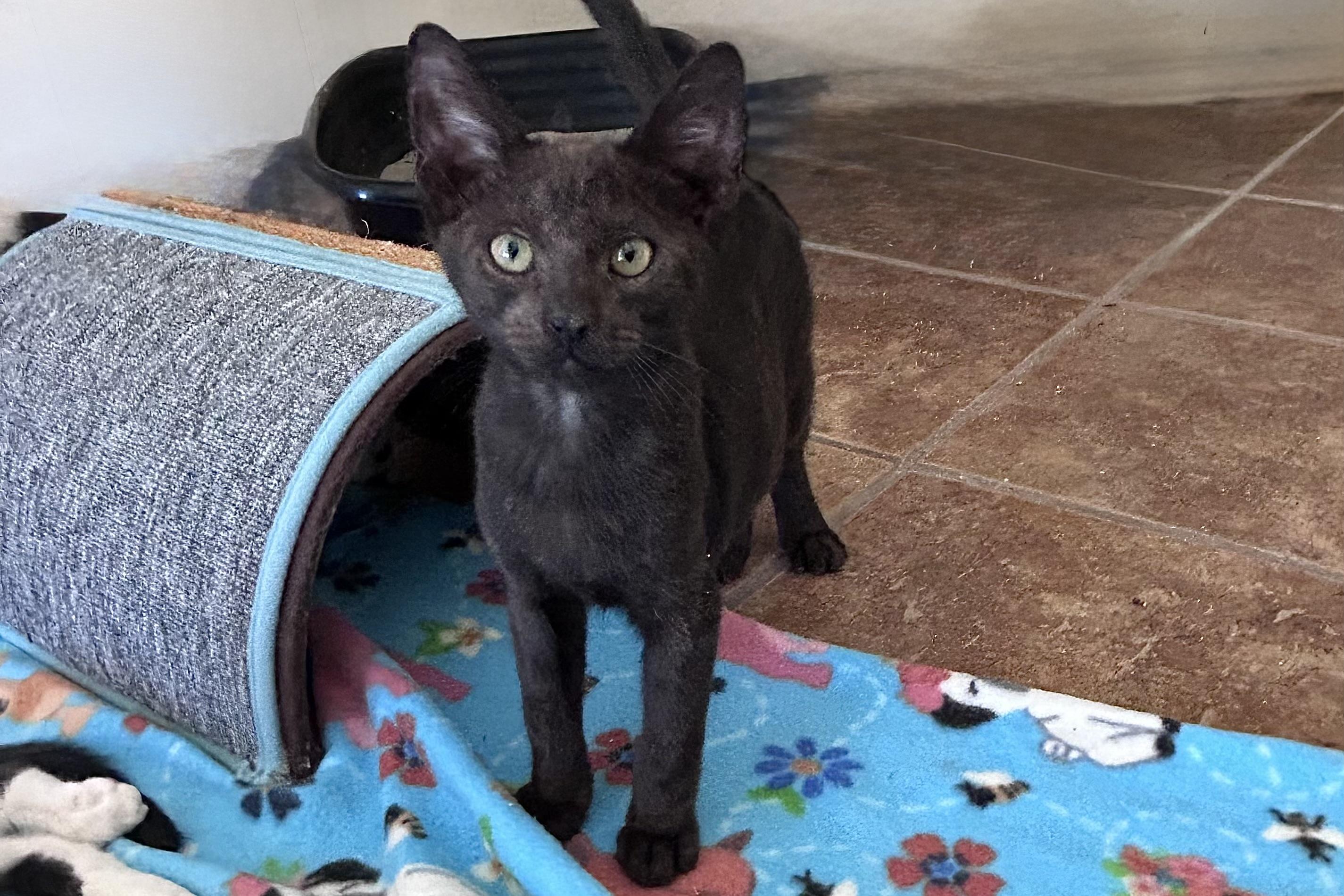 Enlarge Corvair, a ADOPTABLE Domestic Short Hair in Fountain Hills, AZ image 2/2