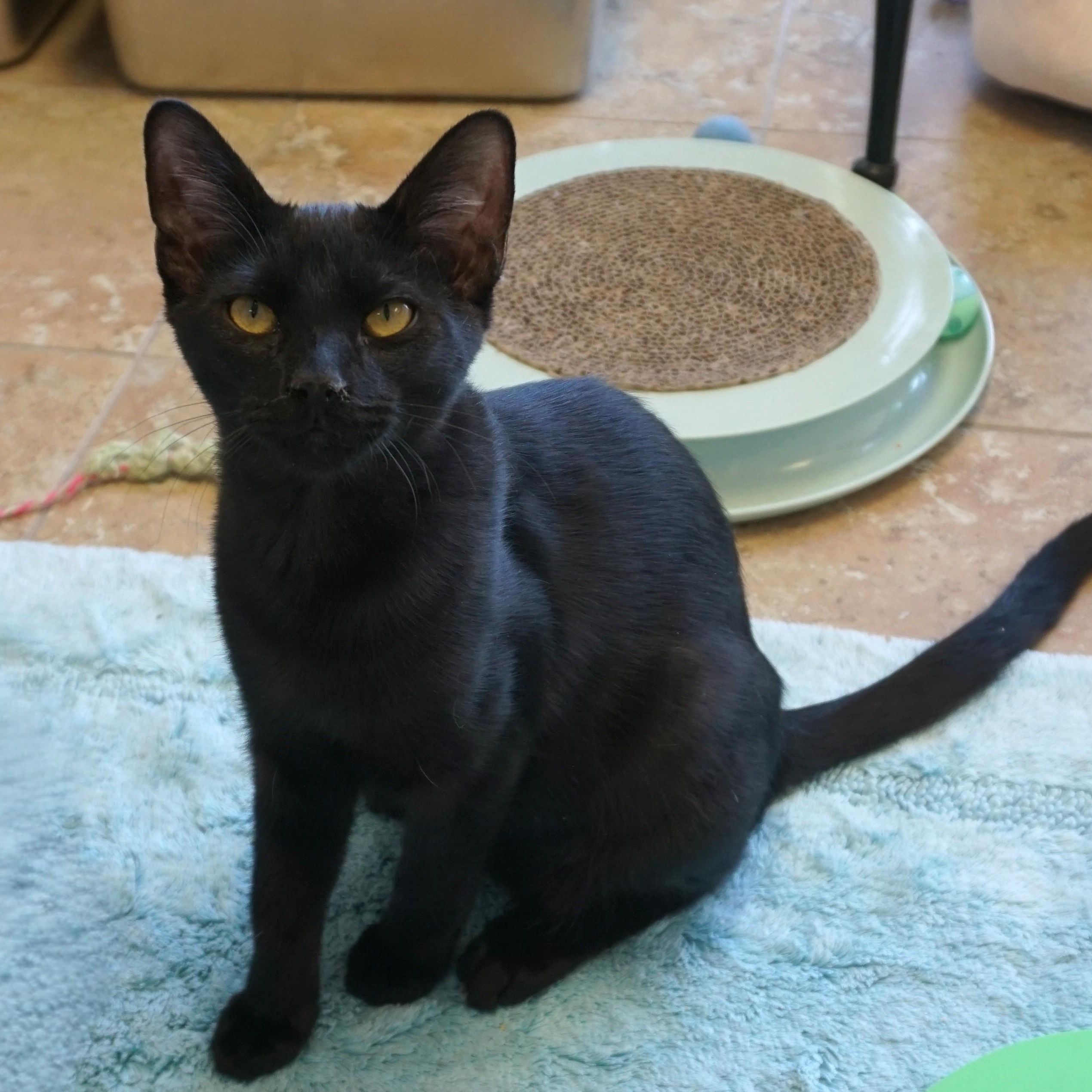 Enlarge Corvair, a Adoptable Domestic Short Hair in Fountain Hills, AZ image 4/5
